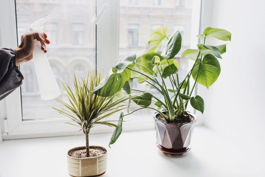 Эстетичный цветок в горшке