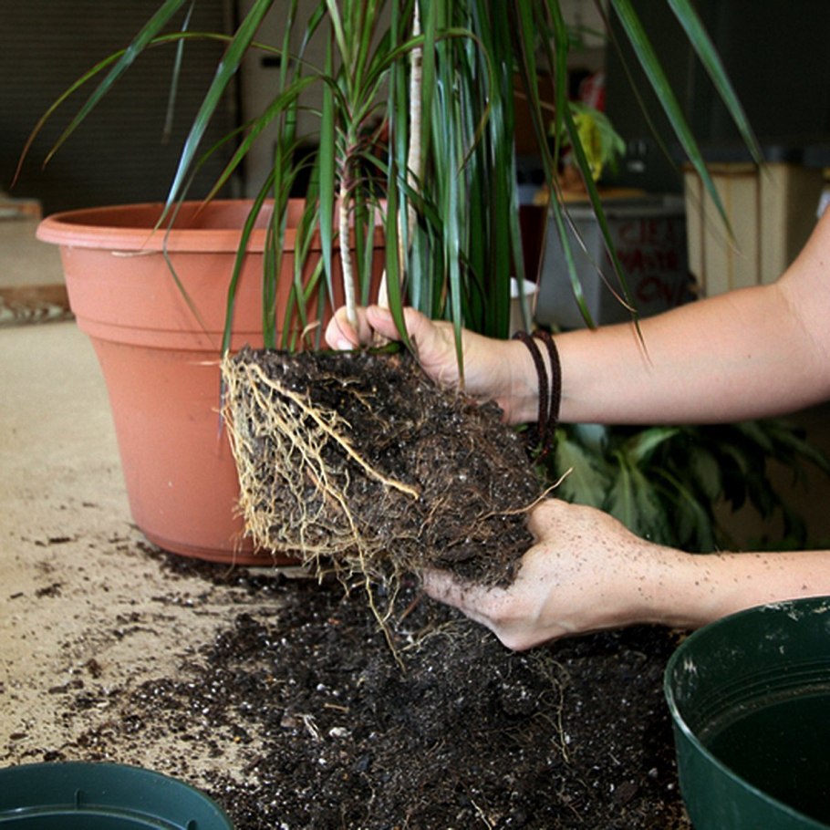 Драцена Маргината пересадка