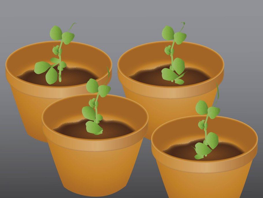 Всходы гороха в горшке