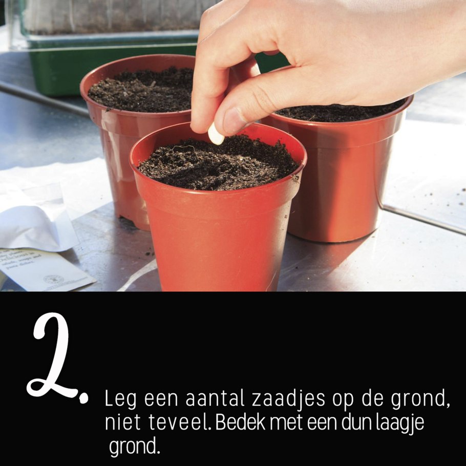 Семена в горшке