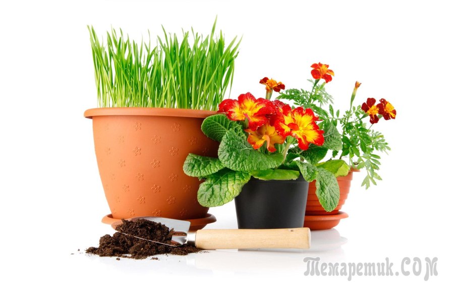 Цветы в горшках