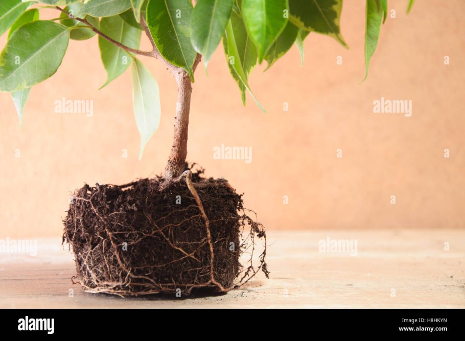 Рассадить фикус Бенджамина