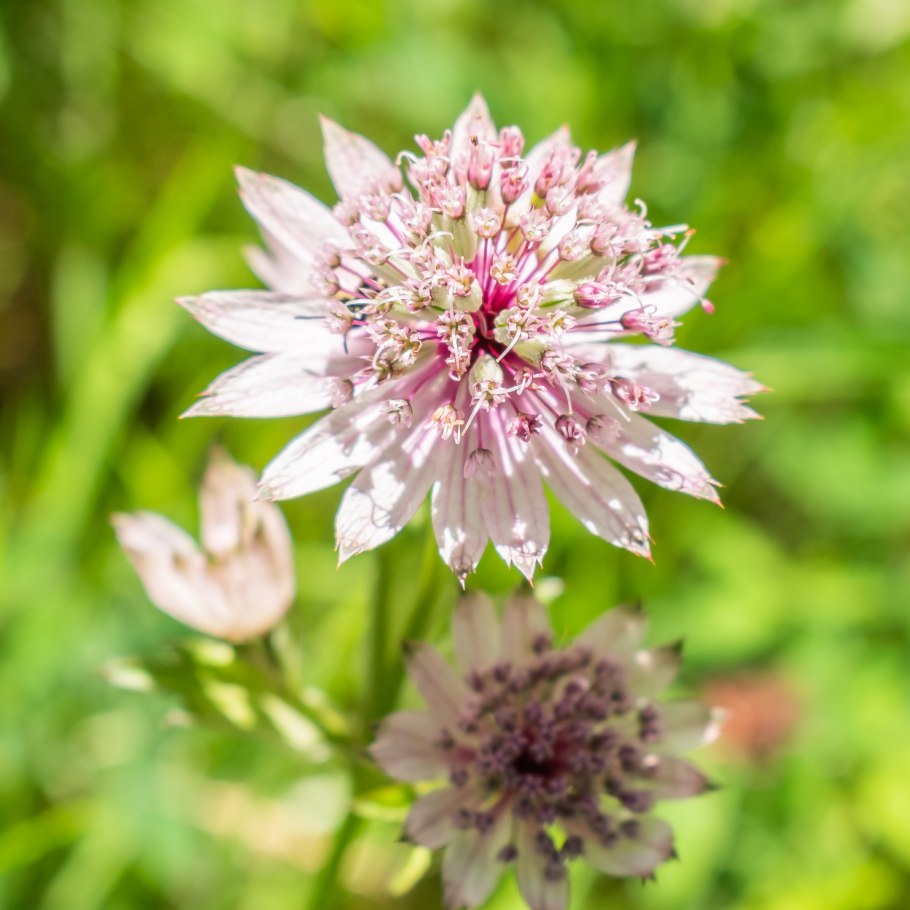 Астранция крупная (Astrantia Major)
