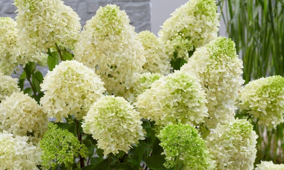 Гортензия метельчатая (Hydrangea paniculata `Hercules`)