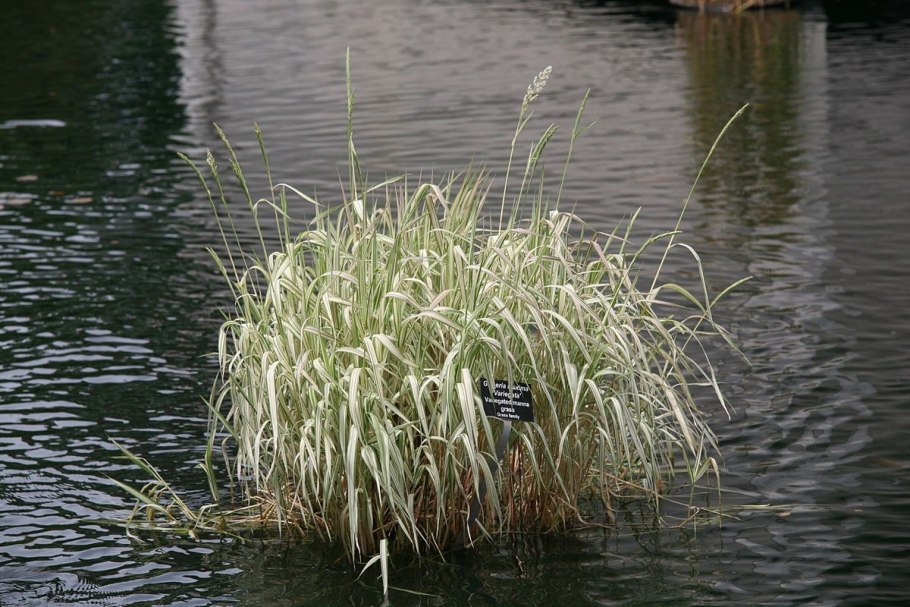 Манник Glyceria maxima variegata