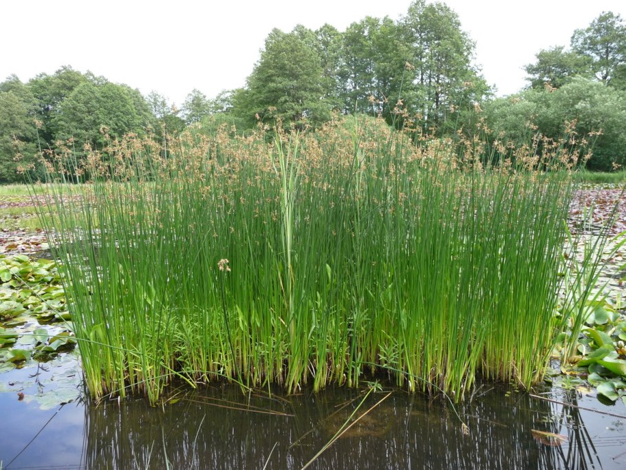 Камыш (Схеноплектус) Озёрный Schoenoplectus lacustris