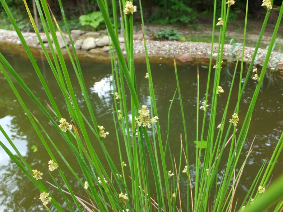 Ситник развесистый Juncus effusus