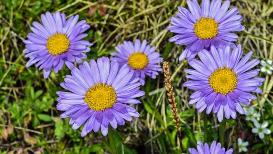 Астра Альпийская (Aster Alpinus)