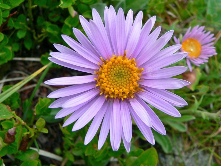 Aster Alpinus l. Астра Альпийская