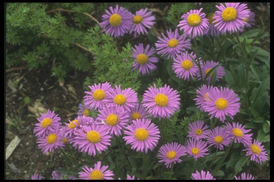 Aster Alpinus l. Астра Альпийская