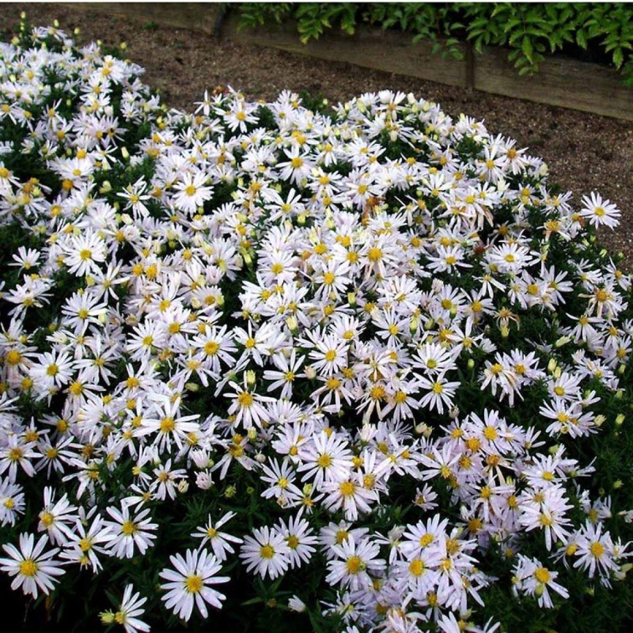 Астра Альпийская сентябринка