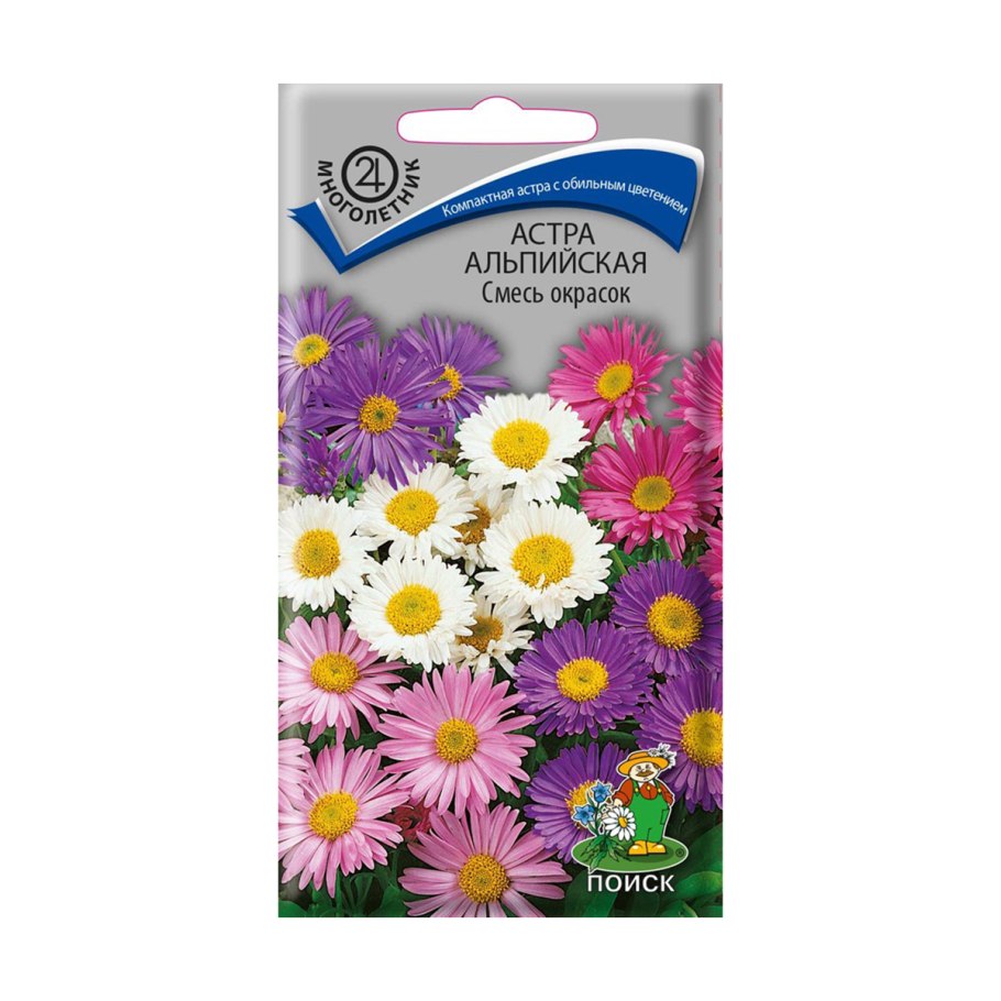 Астра Альпийская голубая