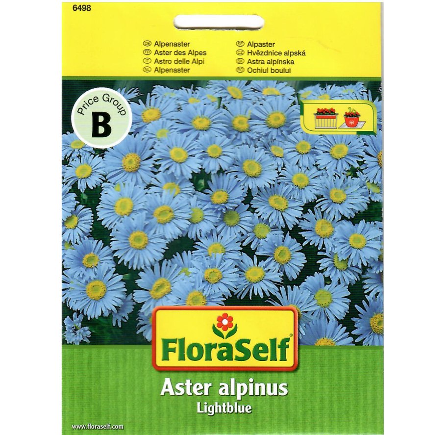 Нивяник Астра Альпийская