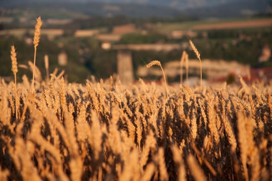 Пшеница Собербаш
