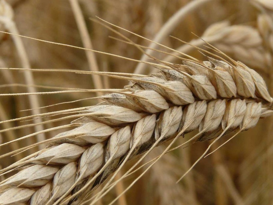 Озимая пшеница Безостая 100