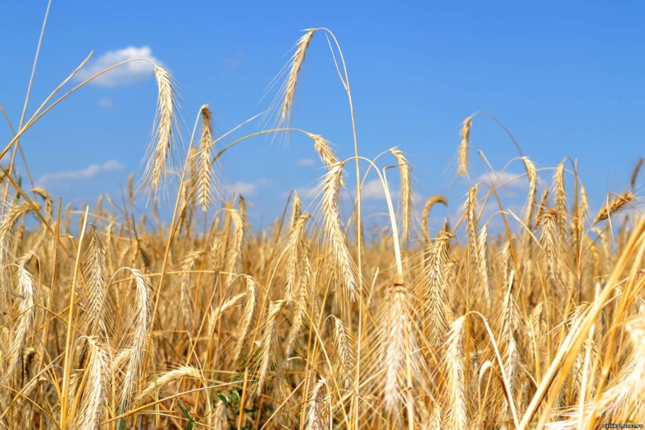 Ячмень Яровой зернофуражный