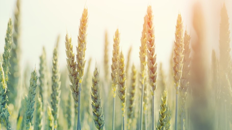 Озимая пшеница сорт Новоершовская