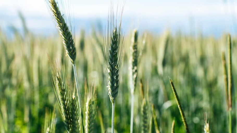 Остистая рожь