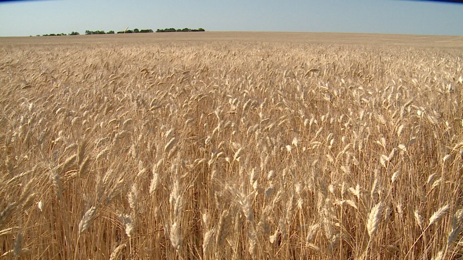 Снопик пшеницы