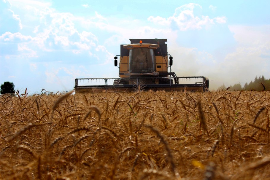 Дункан ячмень