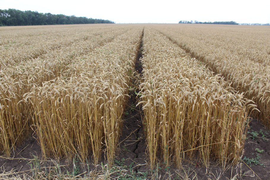 Поле пшеницы панорама