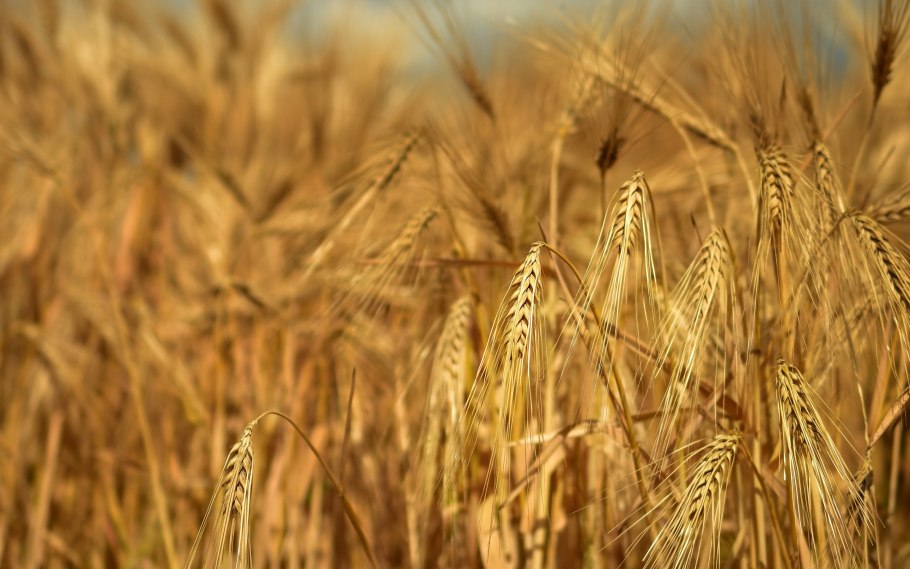 Пшеница в степи