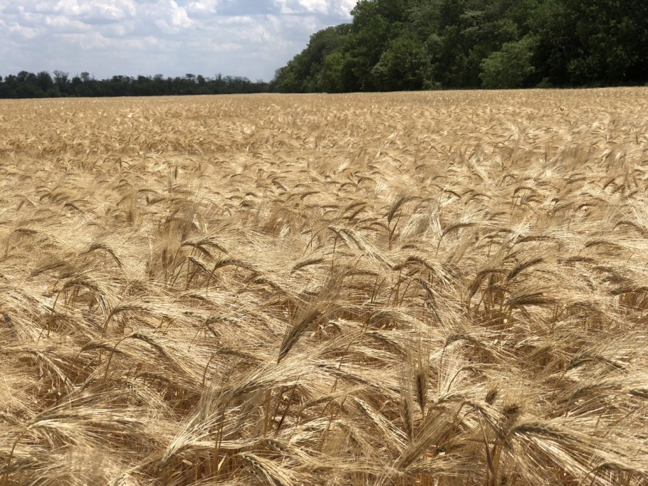 Донская Безостая озимая пшеница