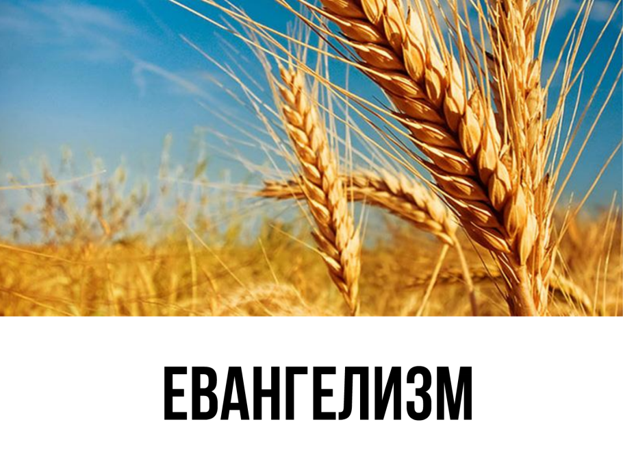 Сорт озимой пшеницы Граф