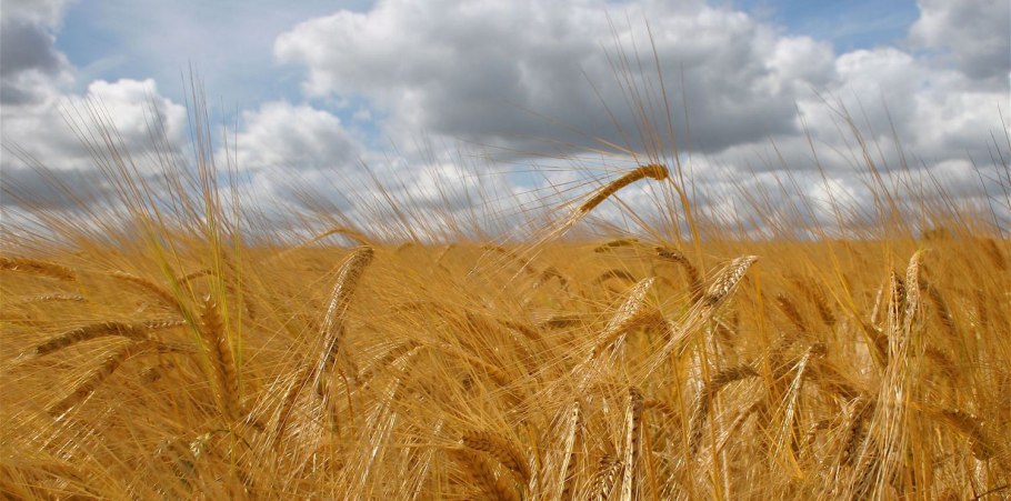 Возделывания озимого ячменя