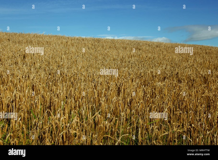 Семена Фелиции озимой пшеницы