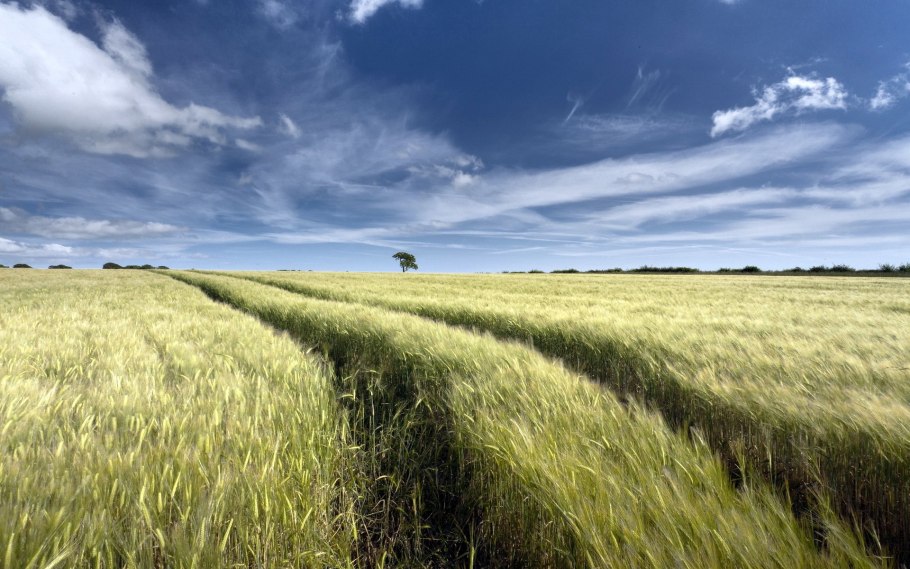 Бескрайние поля России