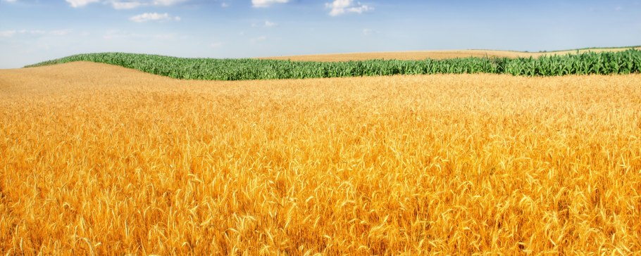 Дети в пшеничном поле