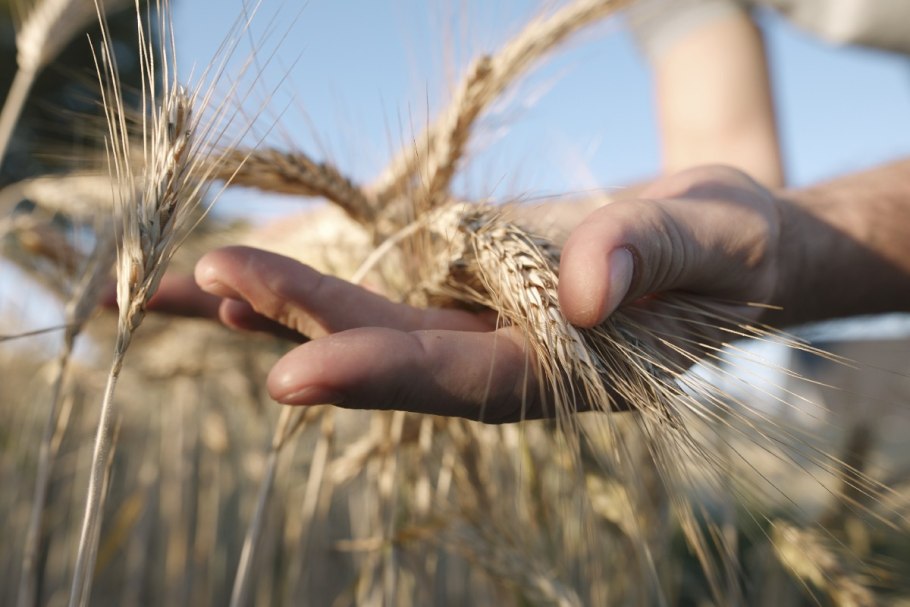 Колосок на ладони