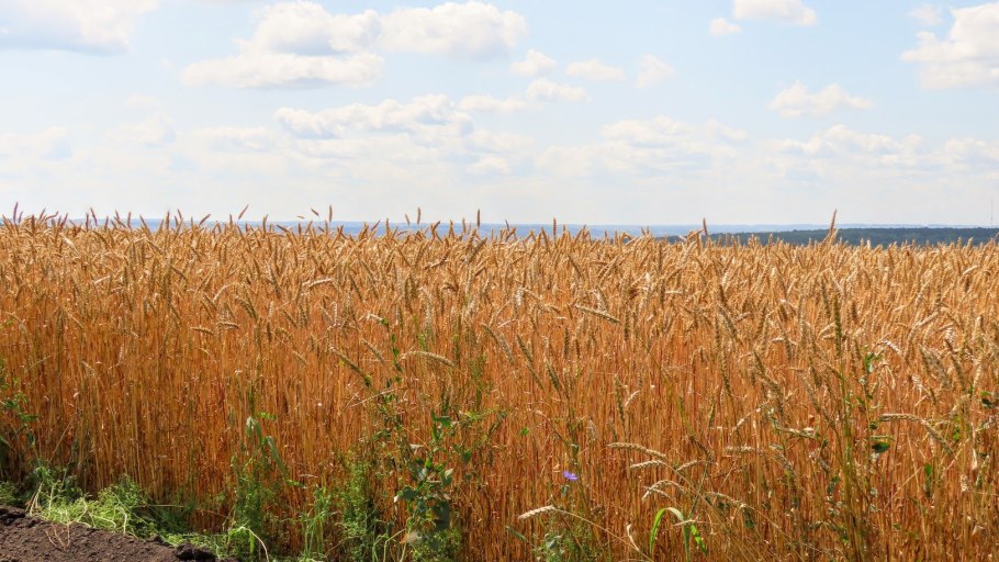 Краснодарский край поля пшеницы