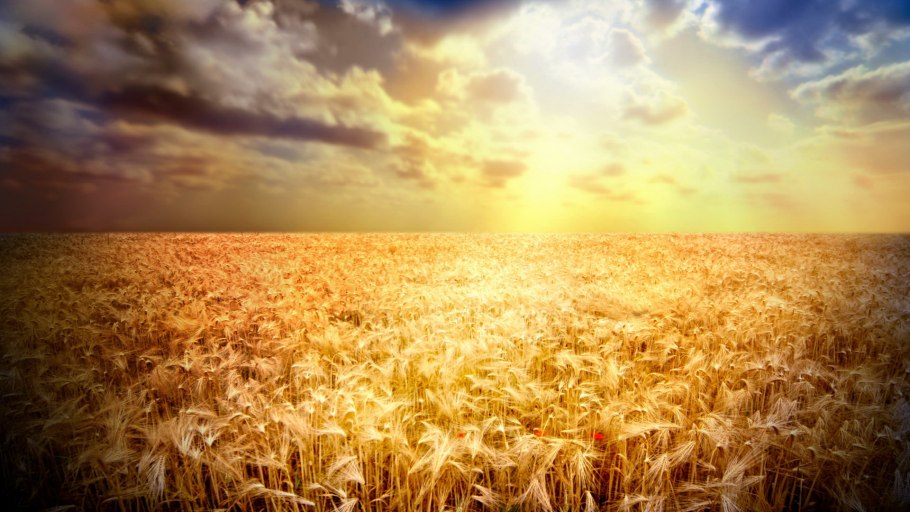 Пшеничное поле солнце