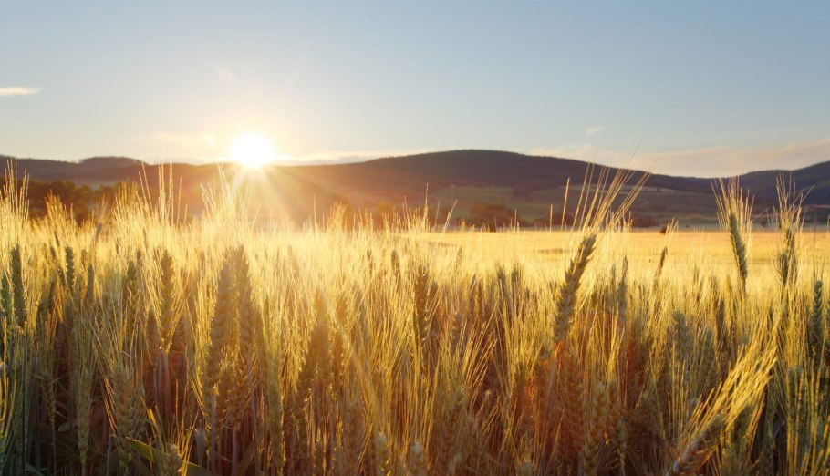 Пшеница пейзаж