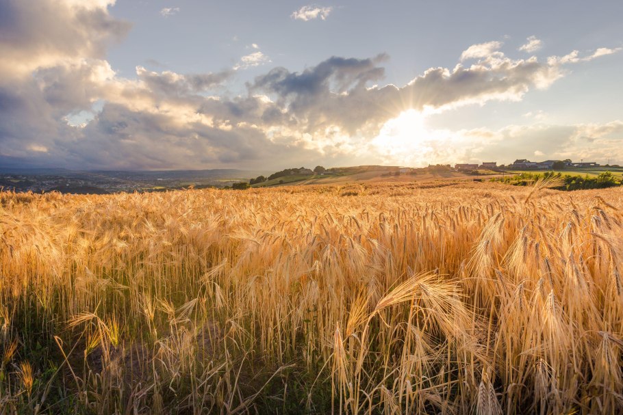 Сентябрь поле