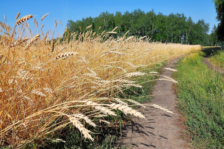 Пшеница хлеб урожай