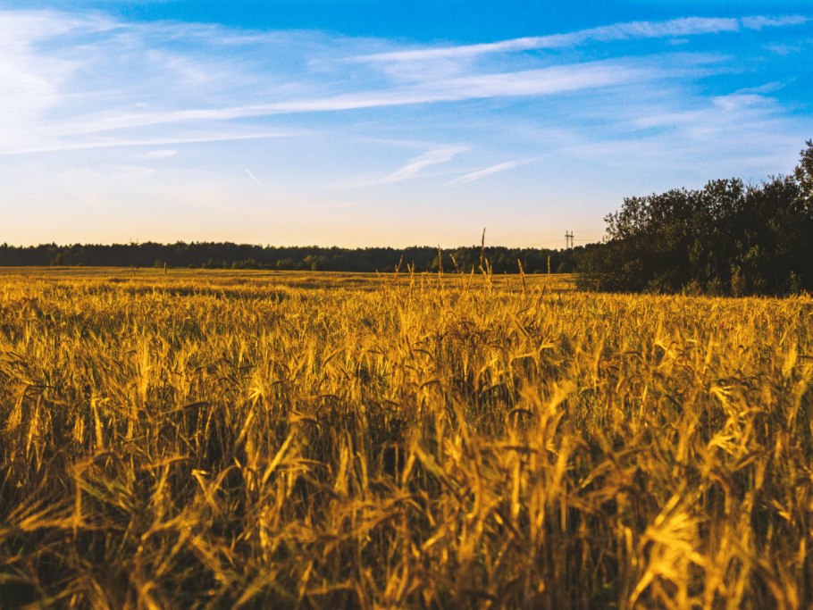 Хлебные поля России