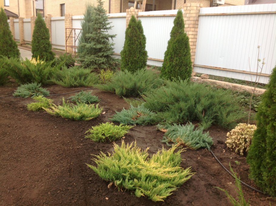 Клумба туя Хоста можжевельник