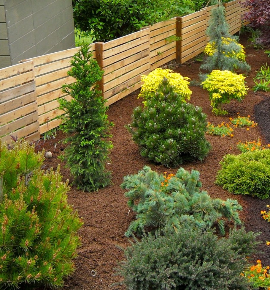 Туя можжевельник ландш