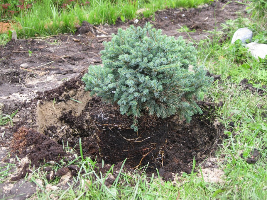 Елка туя пихта можжевельник