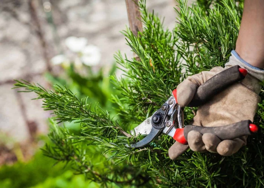 Весенняя обрезка хвойников