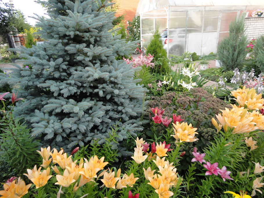 Голубая ель туя рододендрон