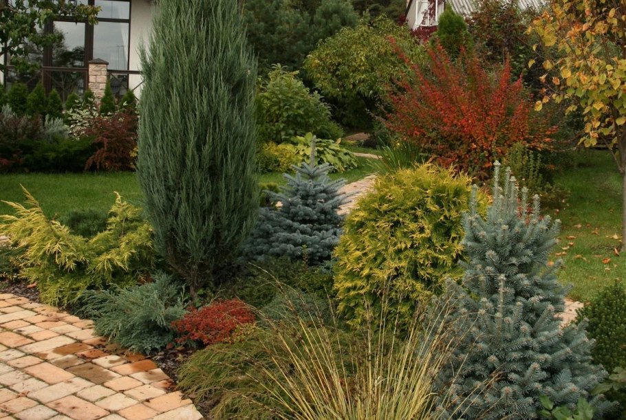 Можжевельник Скайрокет