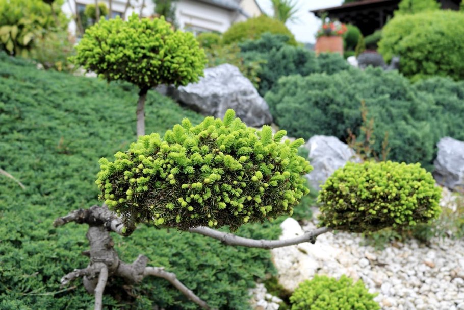 Купраципарис хвойник