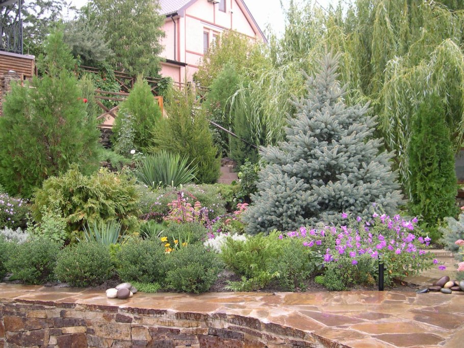 Ель Хупси в ландшафте