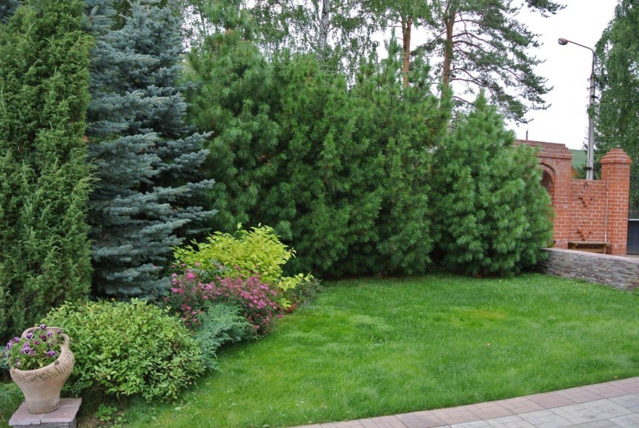 Хвойники сосна Кедровая