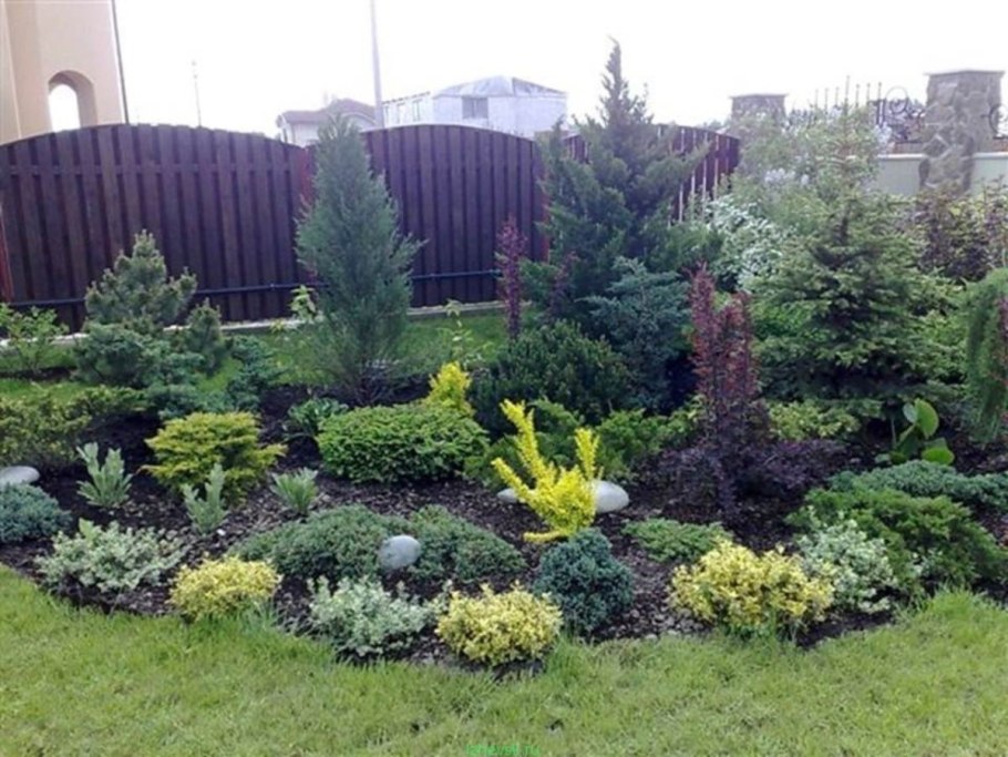 Лапчатка и туя тим