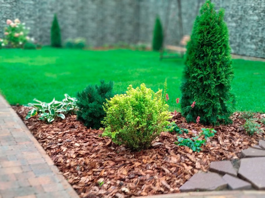 Мульча для туи Смарагд